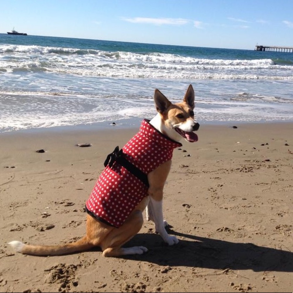 🐶🐶Gorgeous Dog Winter Coat 🐶🐶 - Picture 6 of 6